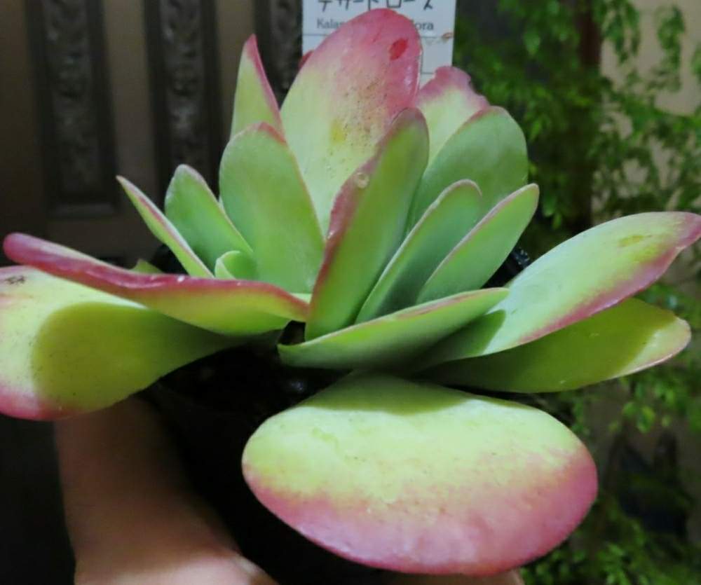 玄関の画像 by k-2さん | 玄関とデザートローズと観葉植物と植中毒と植欲の秋と多肉・サボテンとコンビニ苗