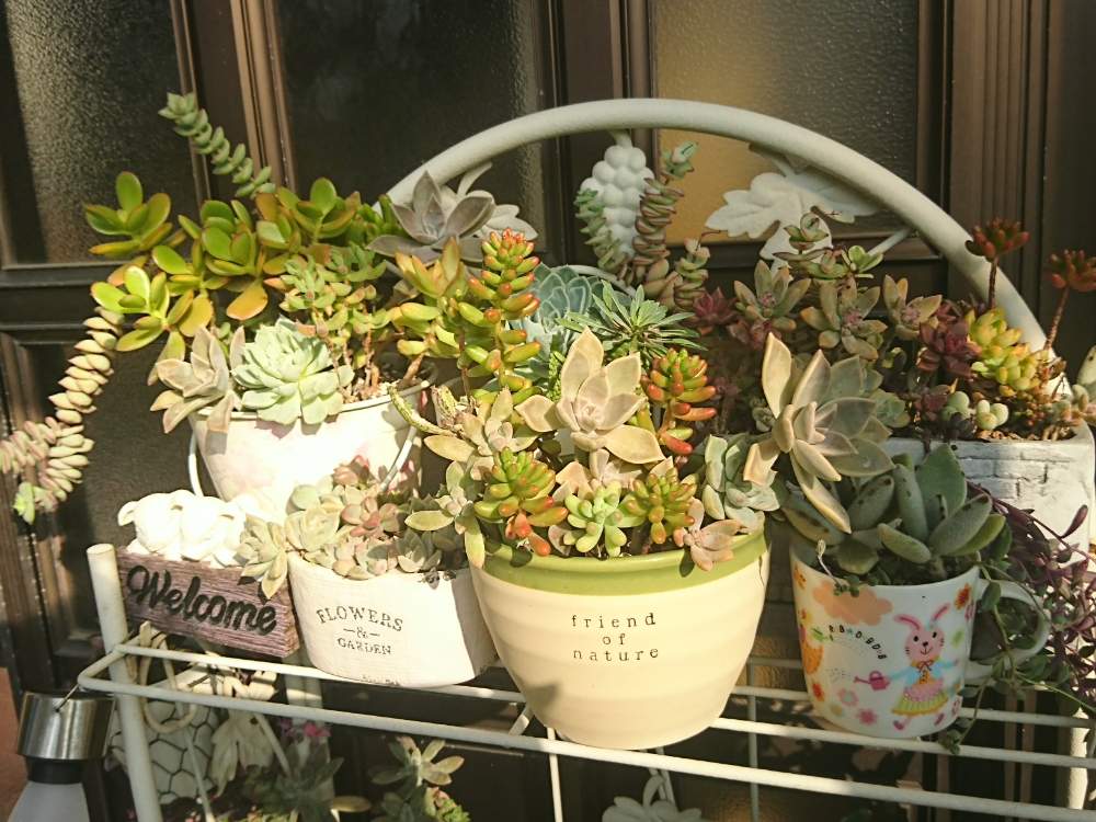 玄関の画像 by DEEP TOWNさん | 玄関と多肉植物と寄せ植えともりもり多肉と植え替えとエケベリア女子と多肉女子とタニラーと葉挿し