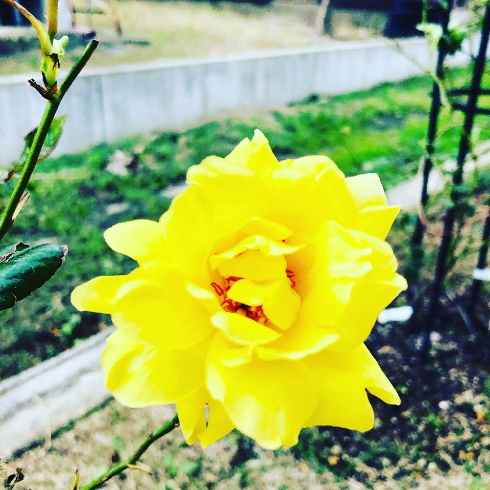 小さな庭の画像 by まなあゆさん | 小さな庭と薔薇♪と花のある暮らしとばら バラ 薔薇とゴールデンシャワーズ☆