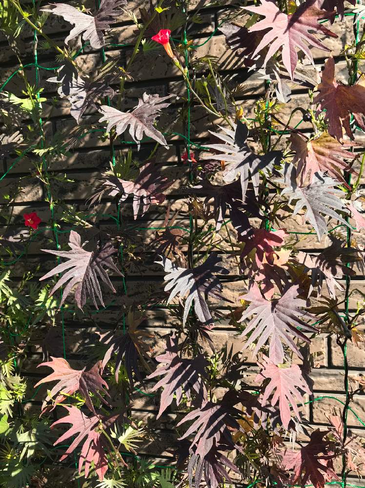 エクステリアの画像 by のえるママさん | エクステリアと綺麗〜❤️とあかいはなとin札幌と紅葉(こうよう)と多肉女子と可愛い〜♡と銅葉とin北海道と花のある暮らしとかわいいな♡とiPhone撮影
