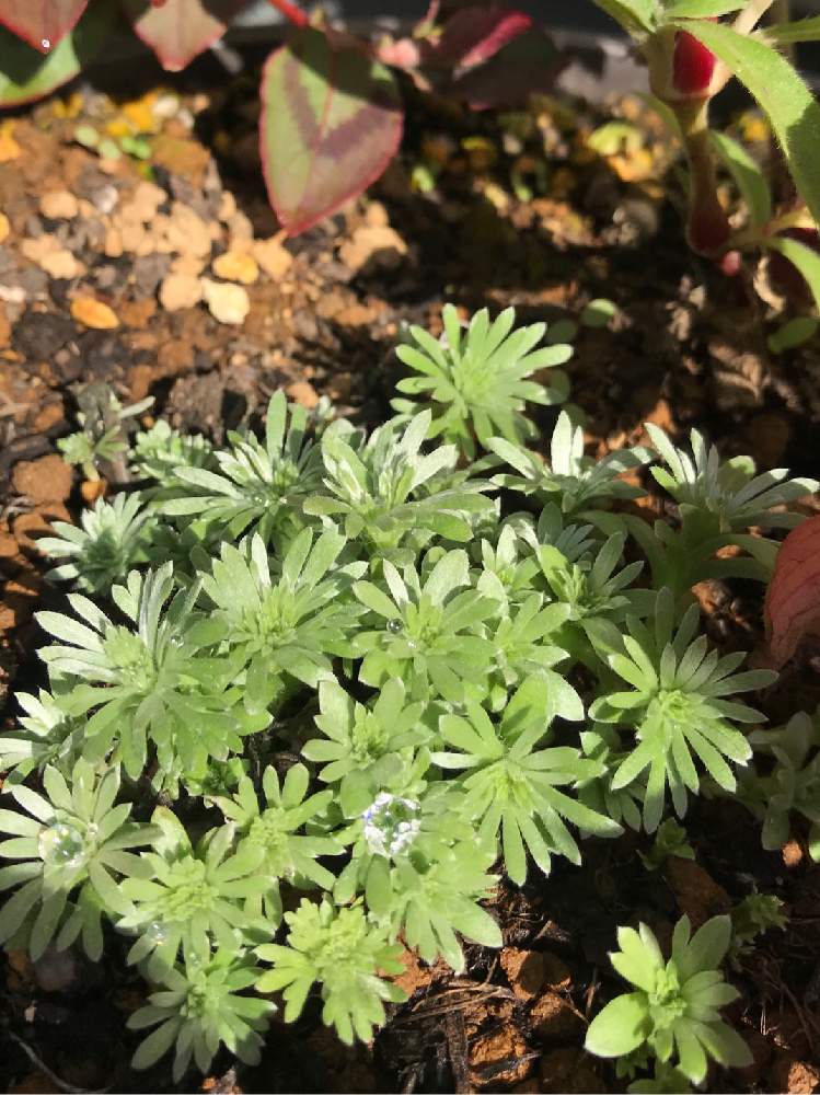 エクステリアの画像 by のえるママさん | エクステリアとアサギリソウとin札幌とin北海道と花のある暮らしとかわいいな♡とiPhone撮影