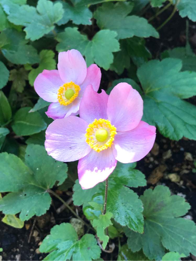 小さな庭の画像 by のえるママさん | 小さな庭とシュウメイギクとピンクの花とin札幌と可愛い〜♡とin北海道と花のある暮らしとかわいいな♡とiPhone撮影