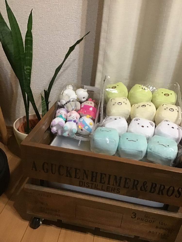 部屋の画像 by うたちゃんさん | 部屋と サンスベリアとGS映えとGS日和とマスコット達