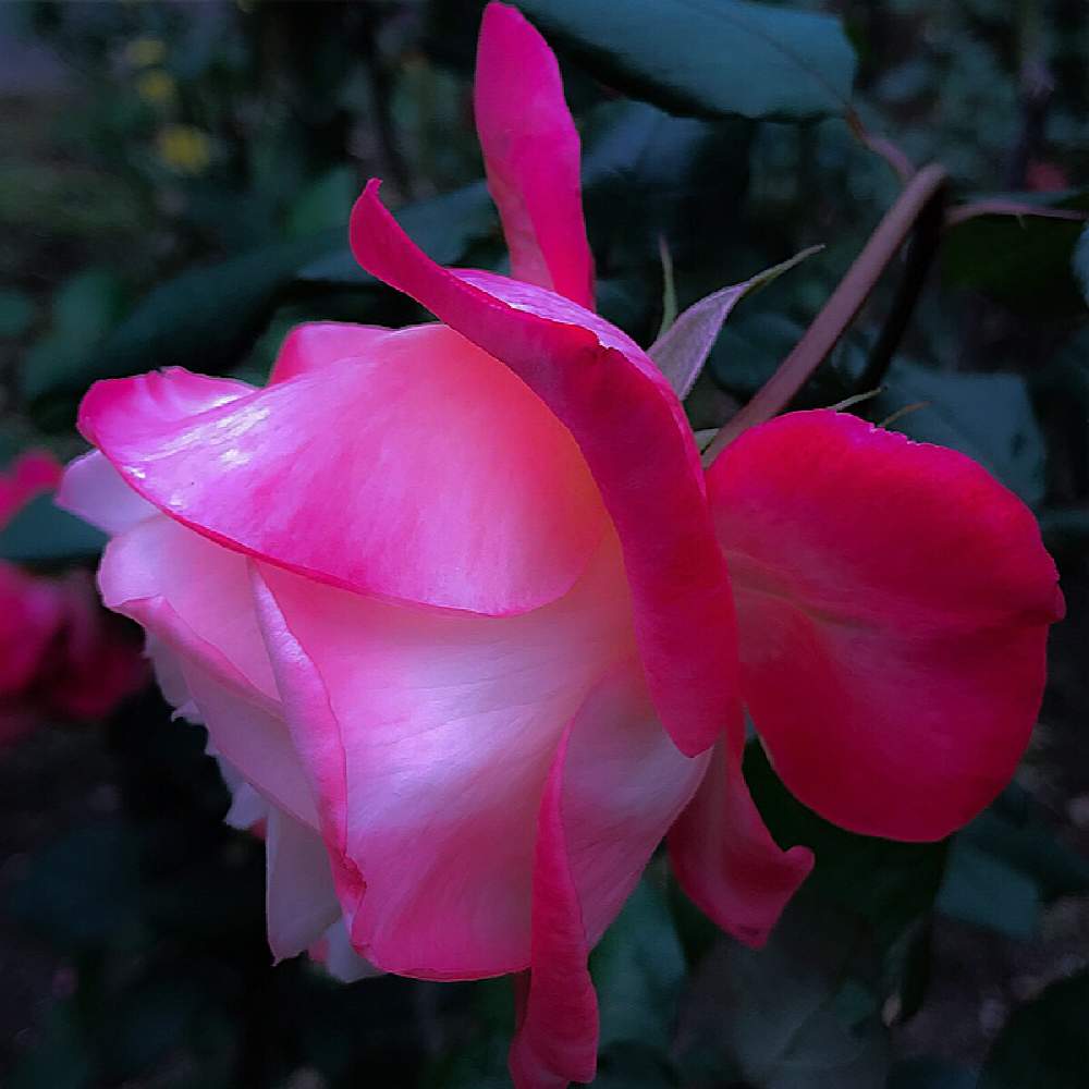 お出かけ先の画像 by MUKさん | お出かけ先とバラと薔薇と令和✨四季のみち