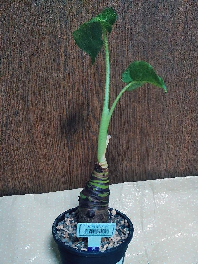 玄関の画像 by ドラゴンさん | 玄関とクワズイモと観葉植物と植物と植え替えと買い物と趣味とガーデニング