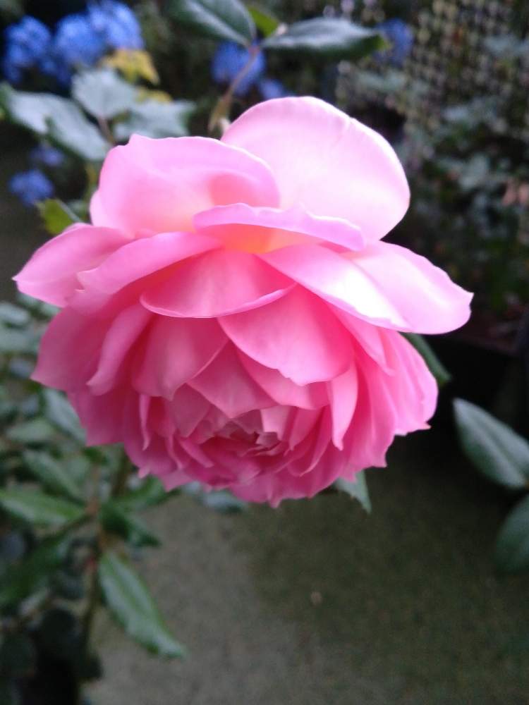 バルコニー/ベランダの画像 by るるさん | バルコニー/ベランダとばら バラ 薔薇と薔薇に魅せられてとバラのある暮らしとバラ・ジュビリーセレブレーションと綺麗と癒やしの時間と可愛いとガーデニングとバラが好きと花のある暮らしと薔薇♪とばら 薔薇 バラとバラ・ミニバラと色あざやかとばらに魅せられてと薔薇の花