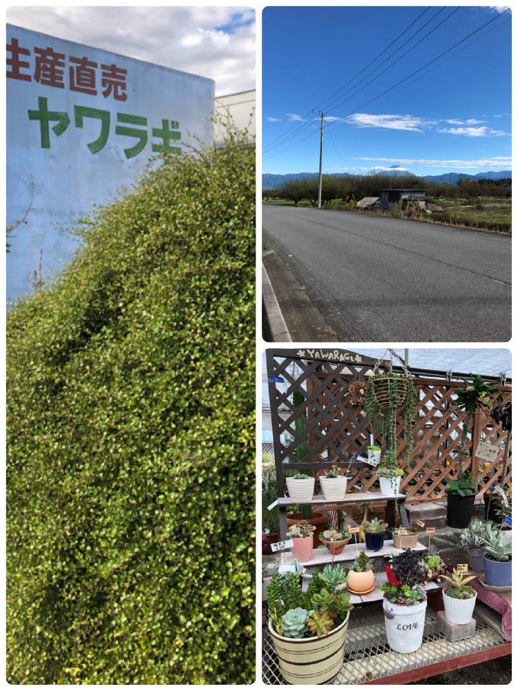 の画像 by たかりえさん | 山梨県と素敵な出会いに感謝ともらって会と多肉の寄せ植えWSとお誘い