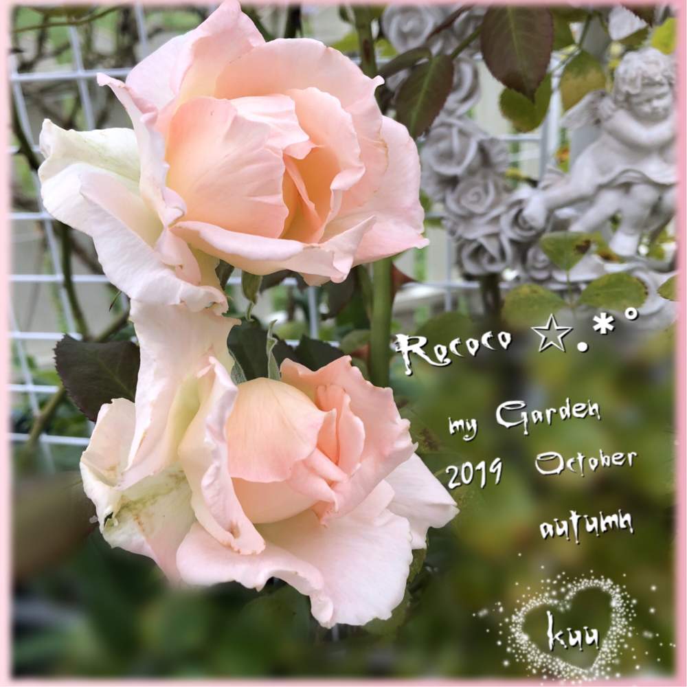 の画像 by kuuさん | 感謝 感謝 ❤と薔薇を楽しむ♡とかわいい♡と手作りの庭と癒しの時間♡♡とMy Garden✩.*˚と花のある暮らしとやさしい気持ち