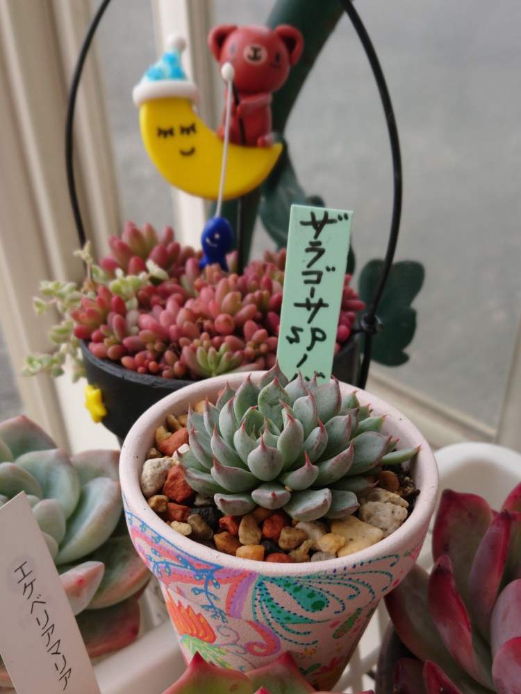 の画像 by かなっちさん | ザラゴーサ sp ノバと多肉植物と多肉大好きと北海道と北海道多肉と蓮鉢とさぼくまタン リメ鉢