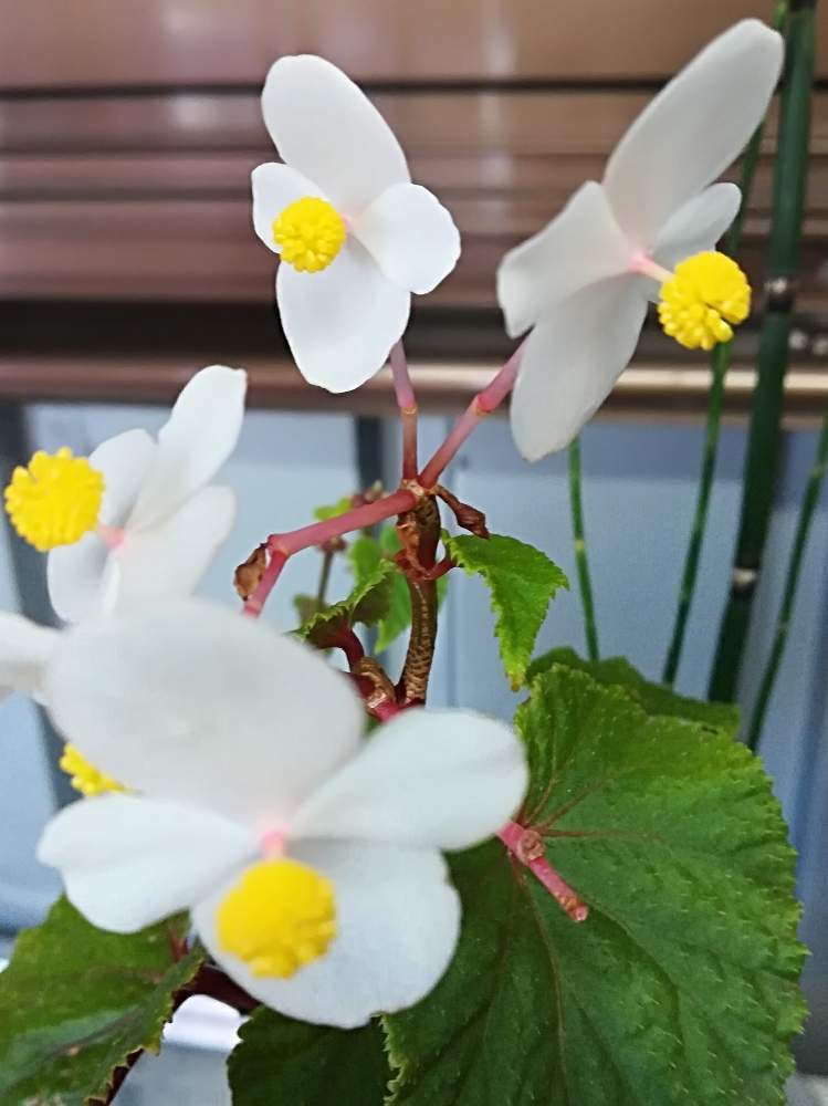 インテリアの画像 by 巫女歩さん | インテリアとベゴニアと綺麗な花と白と黄色の花