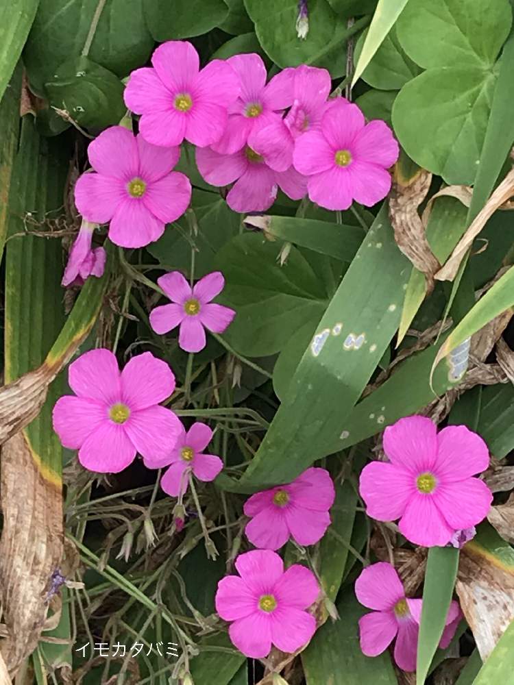 お出かけ先の画像 by アキラさん | お出かけ先とハナカタバミ(オキザリス)と小さな花好きとかわいい山野草と近所の土手とご近所さんちのお花と医院駐車場