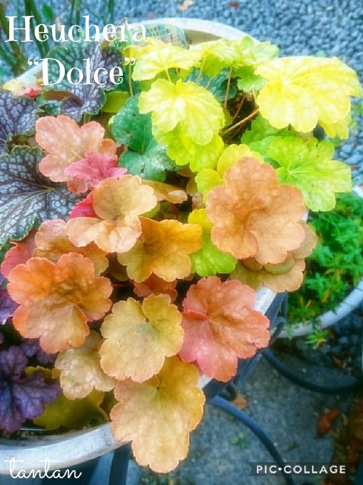 小さな庭の画像 by ☆tantan☆さん | 小さな庭とキュンキュン乙女倶楽部と薔薇愛同盟と好きな色とステキ☆とマダム倶楽部ときれいと素敵な色合いと美しいときれいな色と美しすぎる❤と花のある暮らしとかわいいな♡と葉っぱ