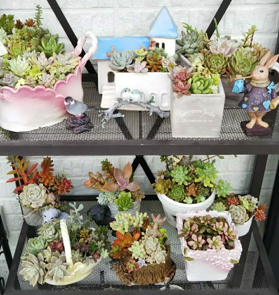 棚の画像 by ひなママさん | 棚と多肉植物の寄植えと多肉植物とキュンキュン乙女倶楽部と陶芸と多肉大好きと徒長しまくりとひなママ☆陶芸と電動ドリルで穴あけとかわいいな♡と玄関先