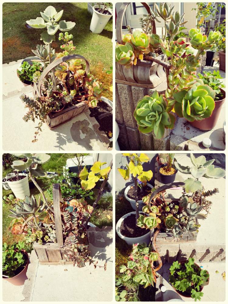 小さな庭の画像 by 麹さん | 小さな庭と多肉植物とスマホ撮影と植物のある暮らしとGS映えと植中毒と多肉女子と花のある暮らし