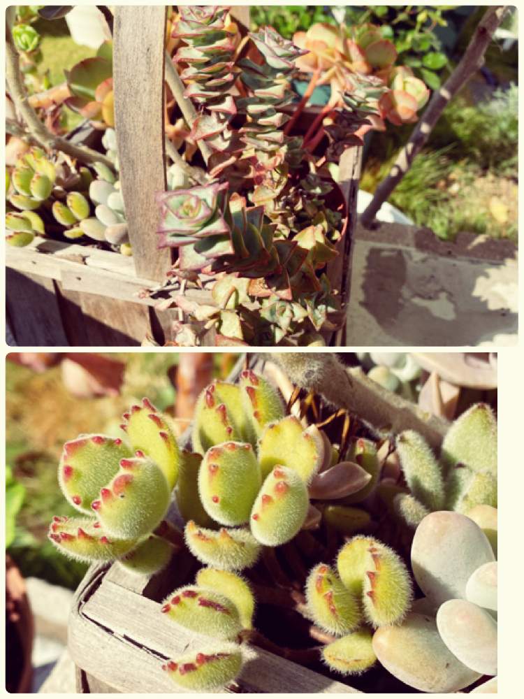 小さな庭の画像 by 麹さん | 小さな庭と多肉植物とスマホ撮影と植物のある暮らしと植中毒と多肉女子と花のある暮らし
