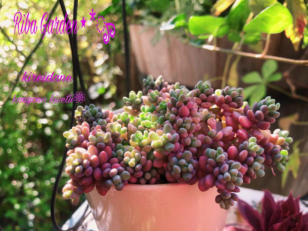 小さな庭の画像 by りばさん | 小さな庭と多肉植物と癒しとムラサキ色がキレイとバラと夢CLUBと綺麗と多肉女子と被災地に祈りをと被災地にエールを…。とたにおたくらぶと パープルヘイズ