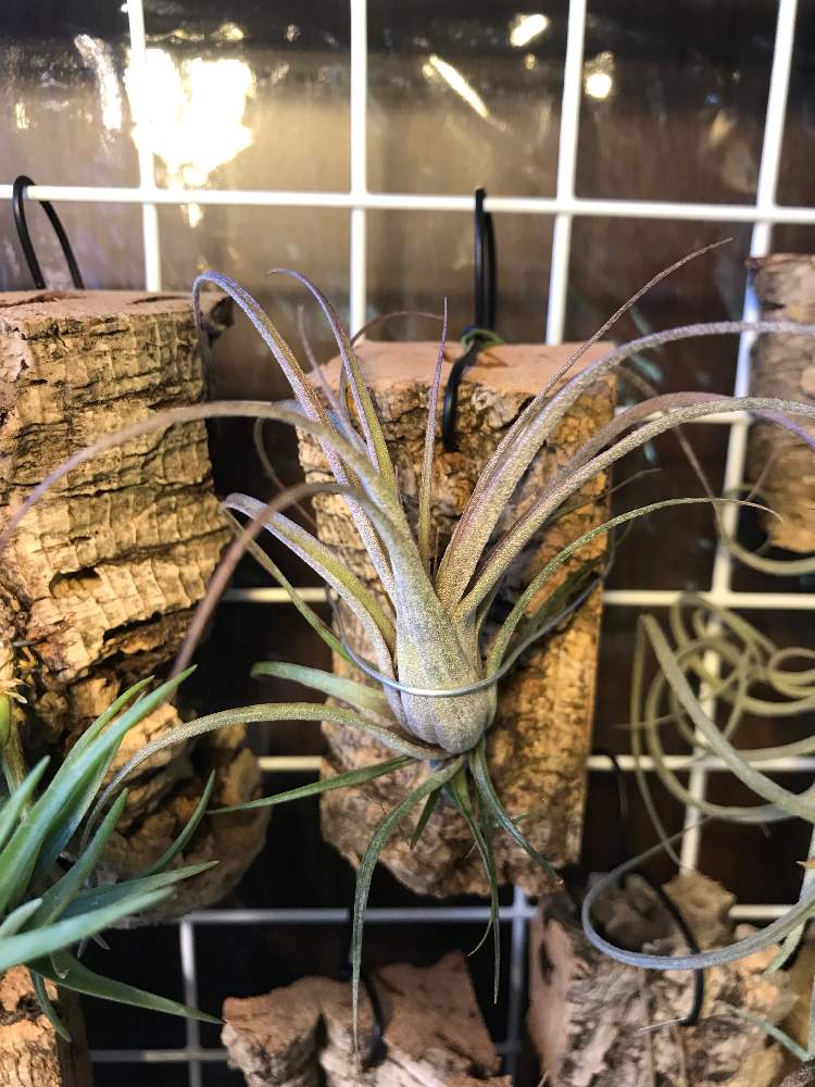 部屋の画像 by あかつきさん | 部屋と着生植物と観葉植物と着生とブロメリアとティランジア属と緑のある暮らしとチランジア属とエアプランツ初心者と花のある暮らしとティランジア着生とエアプランツ