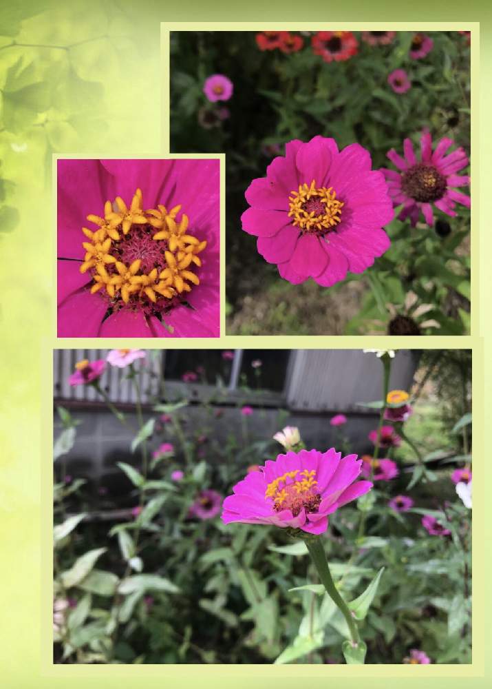 お出かけ先の画像 by 92Aさん | お出かけ先とジニアとピンクの花とGS映えと美しく咲くと可愛いといやされるとGREEN UP!