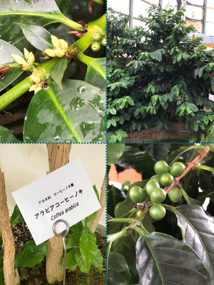 お出かけ先の画像 by HEATHさん | お出かけ先とコーヒーの木と初心者ですと木の実と入園無料と新潟県立植物園とアカネ科と新潟市と白い花