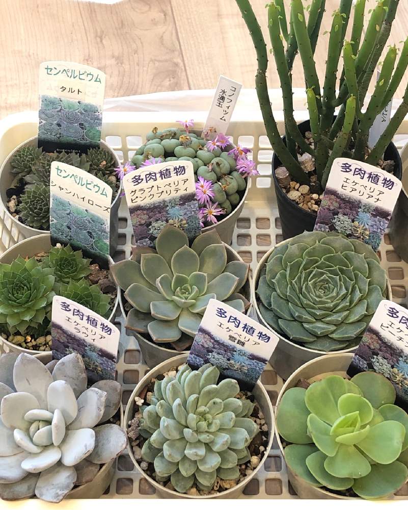 部屋の画像 by てるるさん | 部屋と多肉植物と多肉大好きとお気に入り♡とグラプトベリア属とセンペルビウム属とエケベリア属とタニラーとタナベフラワーとユーフォルビアとかわいいな♡と多肉初心者