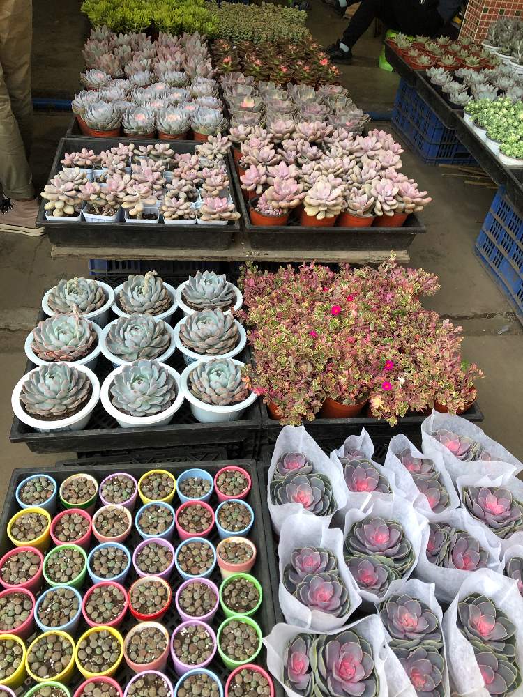 お出かけ先の画像 by 花ペチャさん | お出かけ先と多肉植物いろいろとno green no lifeと多肉多肉多肉とサボテンではない多肉