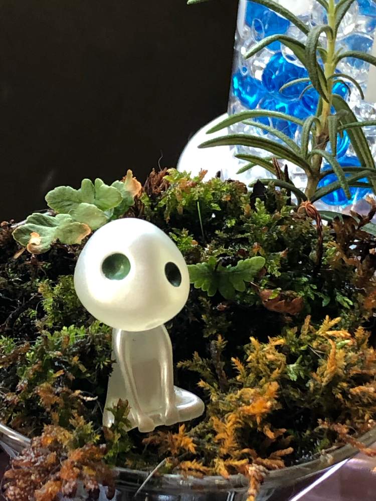 部屋の画像 by 空さん | 部屋と花のある暮らしと苔に癒されと森の精"コダマ"