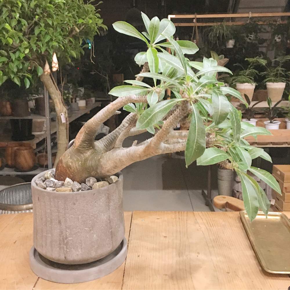 部屋の画像 by THE GROVE STOREさん | 部屋とパキポディウム マカイエンセとthe grove store