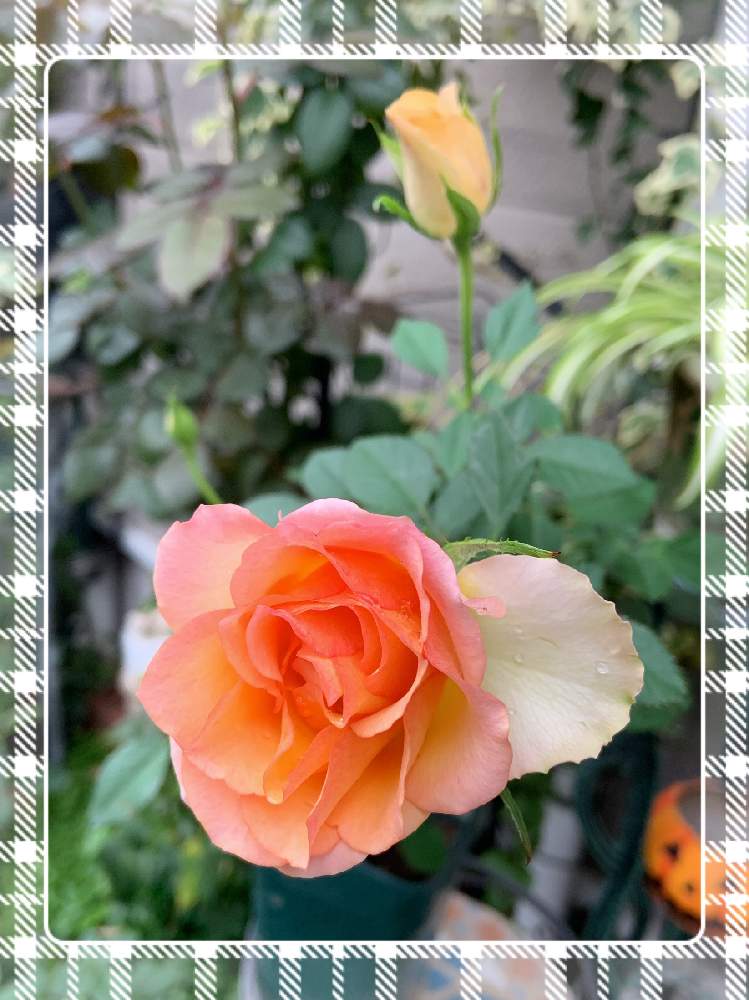 小さな庭の画像 by くろもみじさん | 小さな庭とマンダリナ・コルダナと幸せとばら バラ 薔薇と薔薇愛同盟とバラの蕾と全部GSのせいだとオレンジのバラと小さな小さな庭と花のある暮らしとばら 薔薇 バラと三種の神器とバラのつぼみと薔薇の花