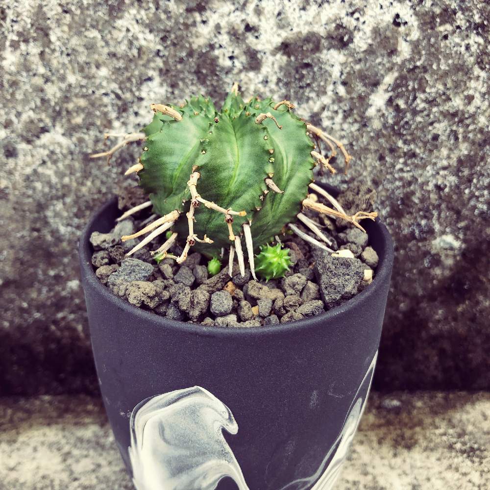 の画像 by cosachiさん | バリダhybと朧ロングとkonectと植中毒と花のある暮らしとユーフォルビアとバリダ(万代)