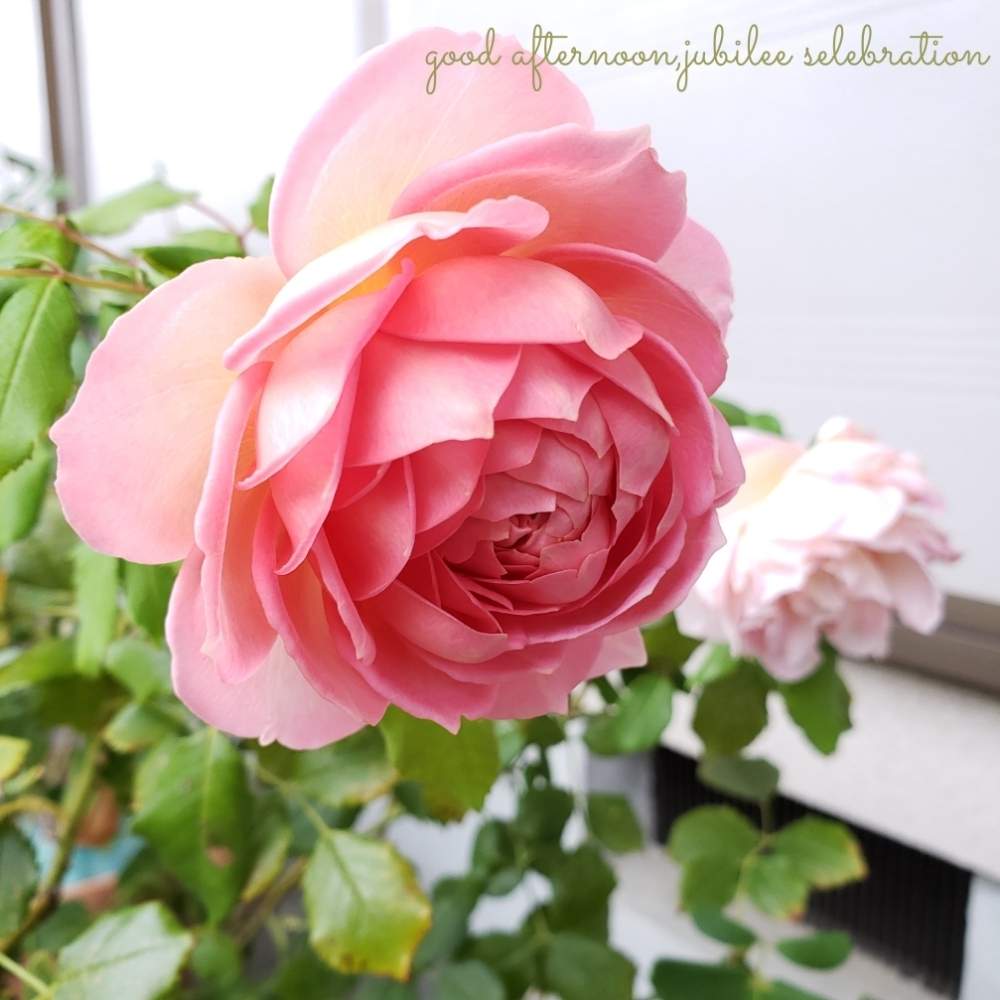 の画像 by hanamizukiさん | ジュビリー・セレブレーションと秋バラとばら バラ 薔薇とデビッドオースチンとバラ鉢植えと鉢植えと薔薇♪とかわいいな♡と薔薇あど