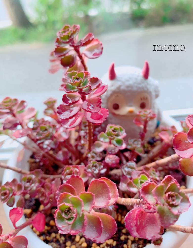 窓辺の画像 by momoさん | 窓辺とドラゴンズ・ブラッドと多肉植物と怪獣プーカと安全地帯と多肉女子と即位礼正殿の儀の行われる日とドラゴンズ ブラッドと静岡県民です!と可愛いと花のある暮らしとワインレッドの心とワインレッドとひなたかほり