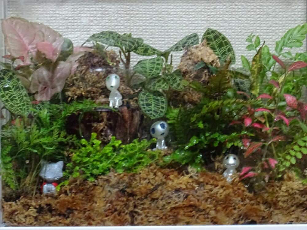 部屋の画像 by ネコざくらさん | 部屋とジュエルオーキッドとセラギネアと観葉植物と花と観葉植物とわが家の観葉植物❢とテラリウムと観葉植物がスキと花のある暮らしとお花のある生活とネコざくらと シンゴニウムとジュエルオーキッドテラリウム