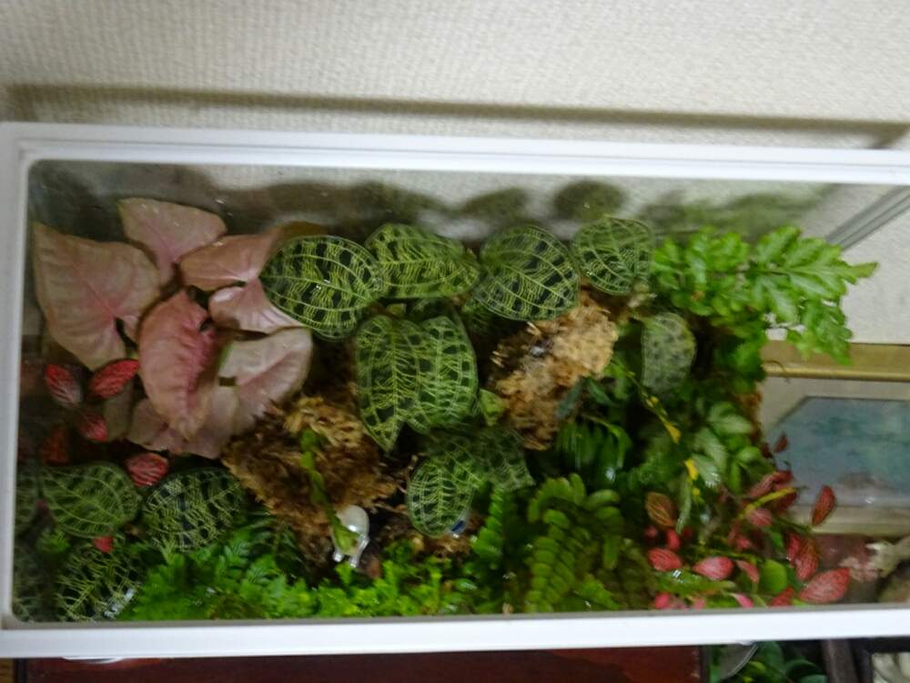 部屋の画像 by ネコざくらさん | 部屋とジュエルオーキッドと観葉植物と シンゴニウムと花と観葉植物とわが家の観葉植物❢とテラリウムと観葉植物がスキと花のある暮らしとお花のある生活とネコざくらとジュエルオーキッドテラリウム