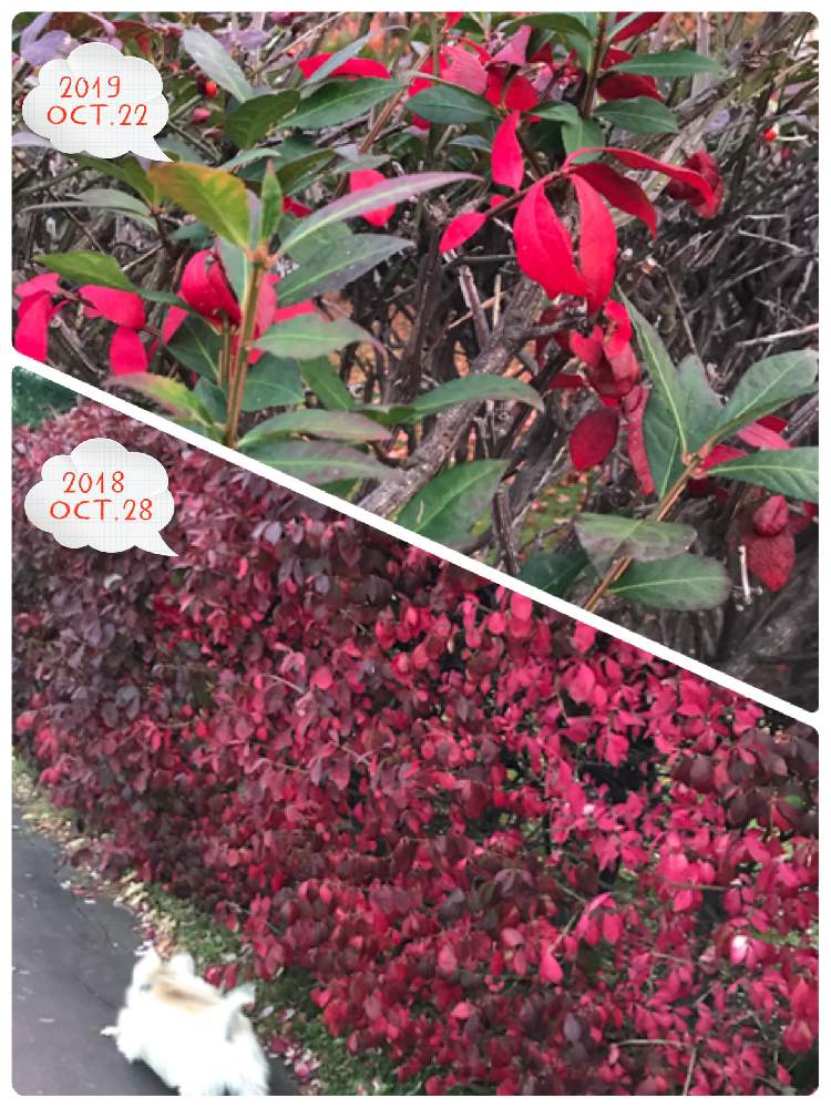 お出かけ先の画像 by のえるママさん | お出かけ先とニシキギと綺麗〜❤️とin札幌と紅葉(こうよう)と美しすぎる❤とin北海道と花のある暮らしとまっかっか~とiPhone撮影