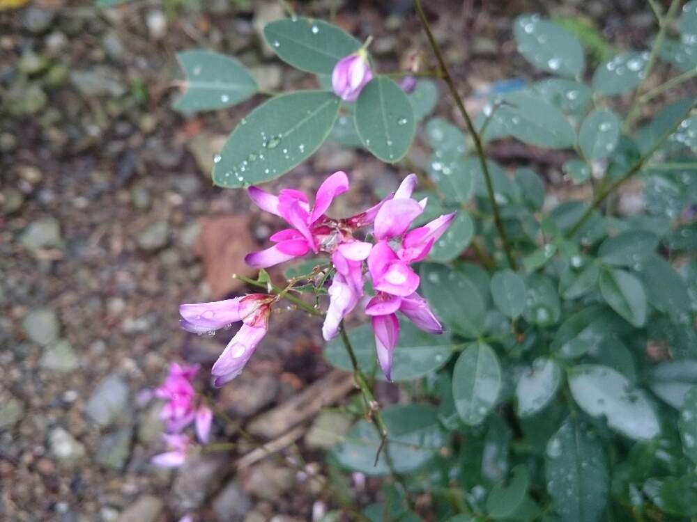 広い庭の画像 by leeさん | 広い庭とはぎと開花中と山野草とno green no lifeと植中毒と秋らしくとほったらかしガーデンと荒れ地に花をとガーデニングと花のある暮らしとGREEN UP!とあめふりと山の庭で