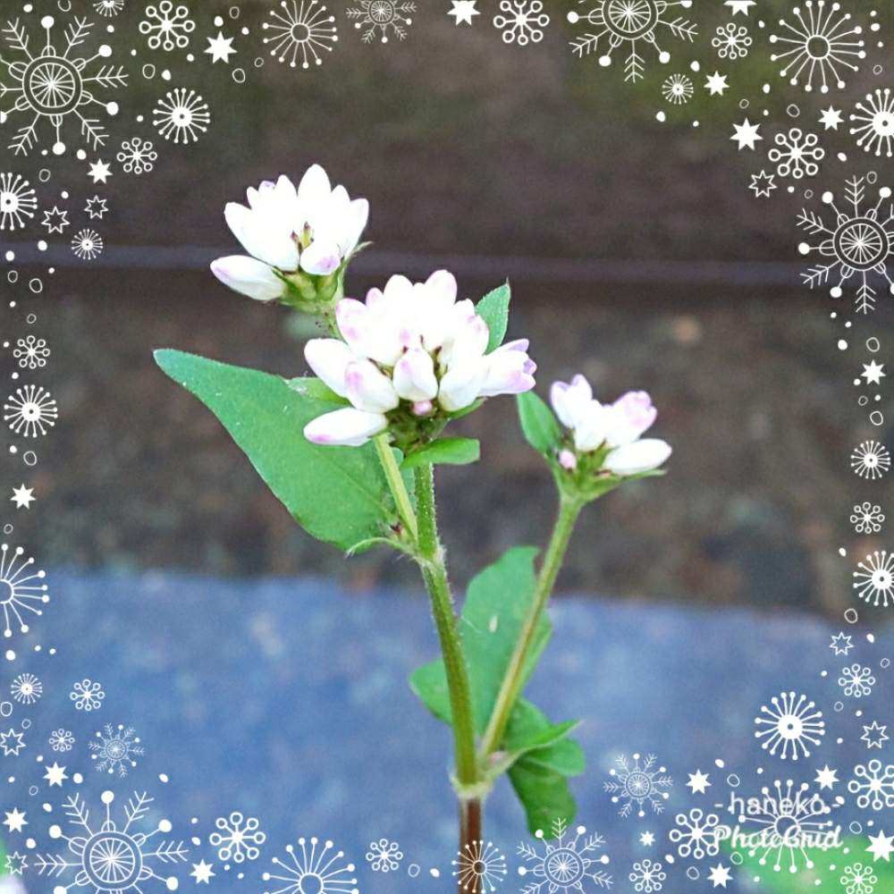 お出かけ先の画像 by はねこさん | お出かけ先とミゾソバとお散歩にてと小花が集まったお花と花のある暮らしと可愛いらしいお花と優しい気持ちになれるとしろいはなと野の花も大好き