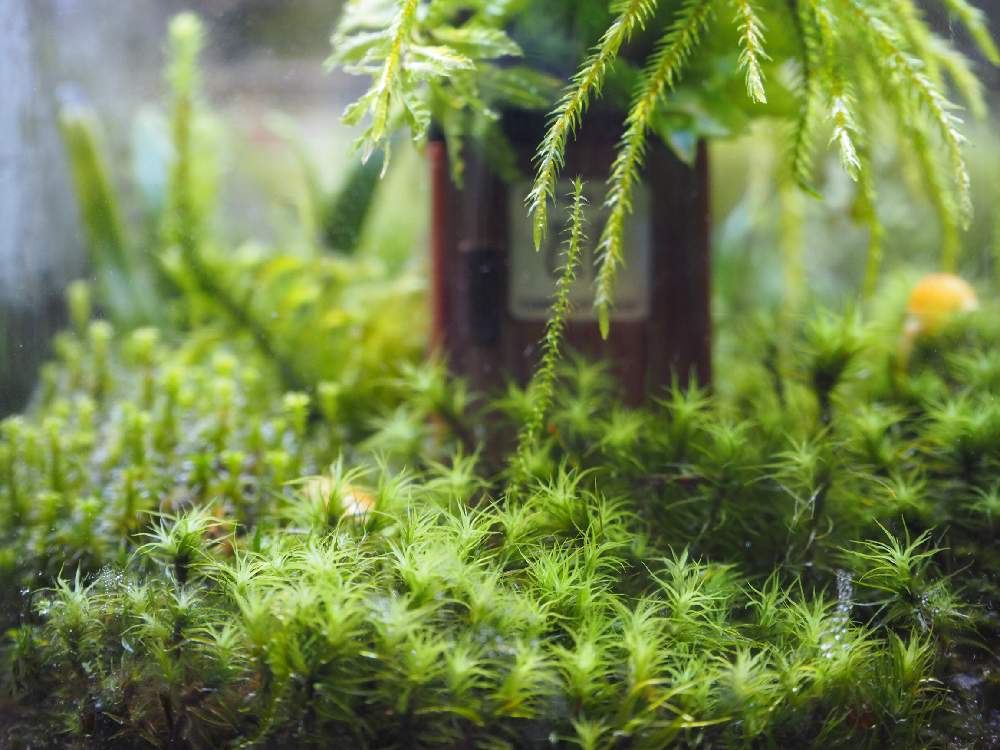 インテリアの画像 by 熱帯魚人.comさん | インテリアとGS映え?とテカテカと苔 (コケ)とアート?と植欲旺盛とテラリウムと丸いとヒバ油とシダ植物とDAISOと緑色と新芽