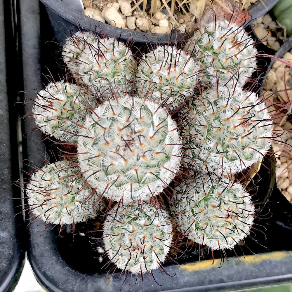 バルコニー/ベランダの画像 by たねさん | バルコニー/ベランダとペレスデラロサエとMammillaria perezdelarosaeとMammillaria属と多肉植物とサボテン科と福岡とたねんちのサボとマミラリア属