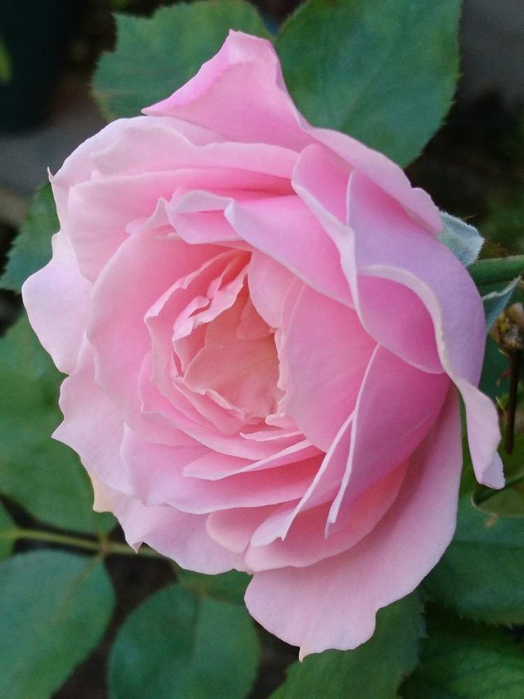 小さな庭の画像 by annさん | 小さな庭と花のある暮らしと秋の気配と薔薇のある暮らし♡