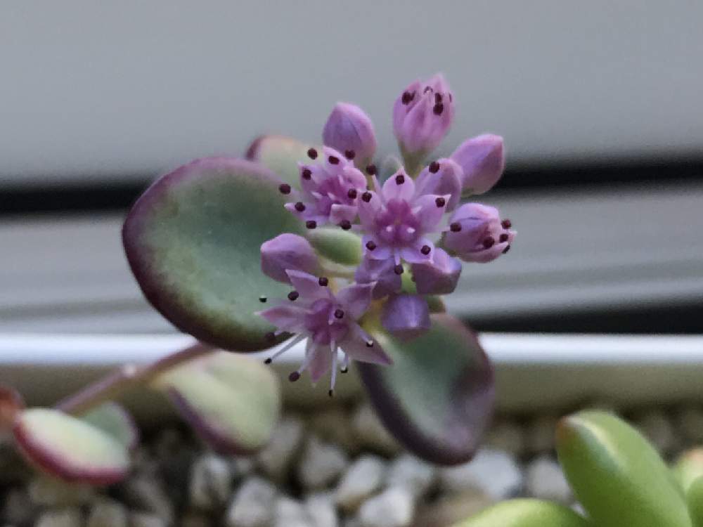 窓辺の画像 by のえるママさん | 窓辺とミセバヤとピンクの花とin札幌と可愛い〜♡と赤い縁取りと花のある暮らしとかわいいな♡とiPhone撮影