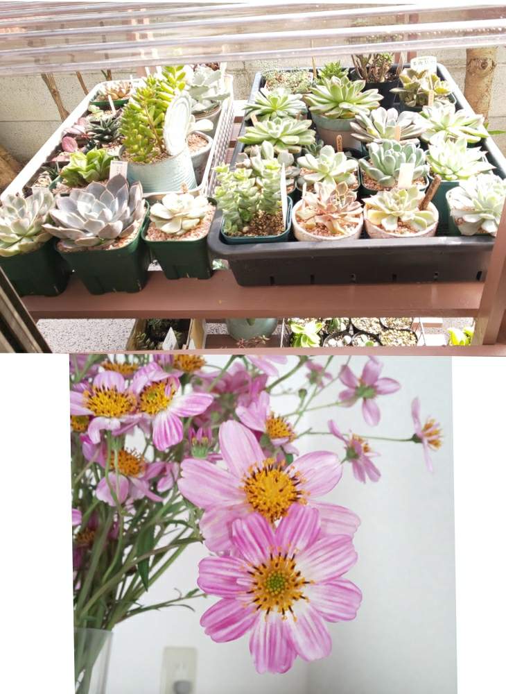 小さな庭の画像 by ろろさん | 小さな庭と多肉植物と多肉のある暮らしとウィンターコスモス!と花のある暮らしとタニク初心者