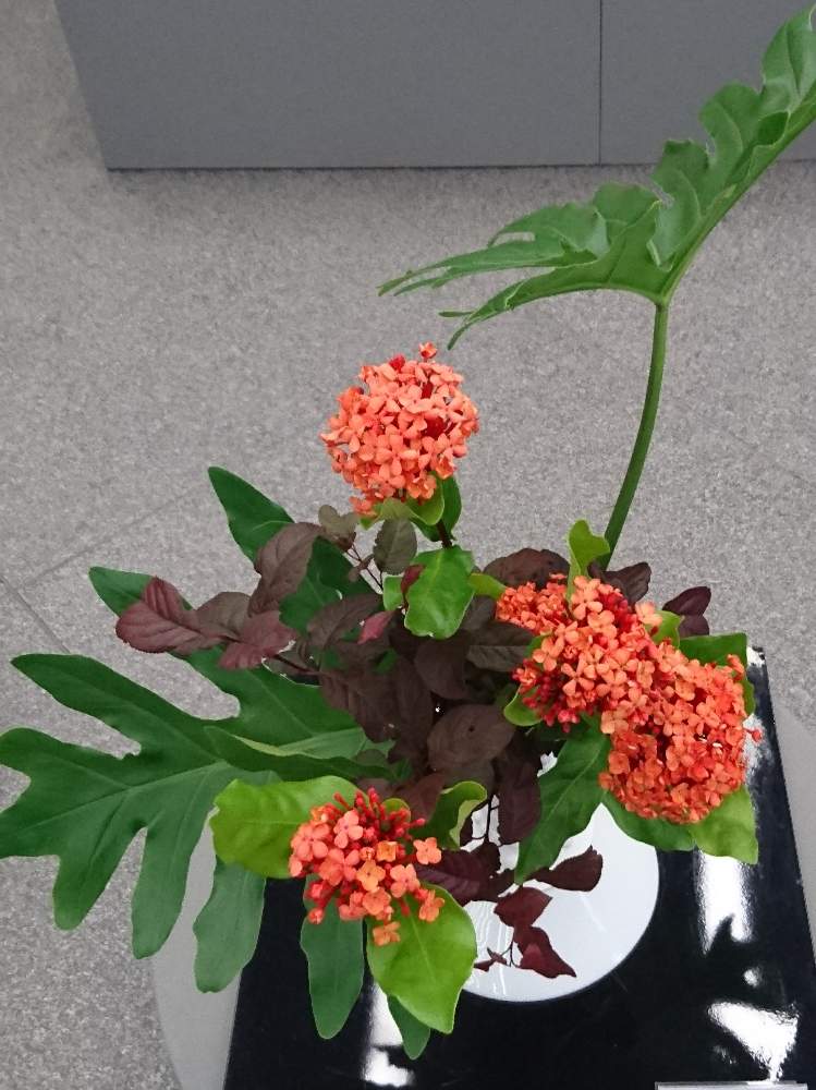 の画像 by トリトンさん | サンタンカと元気だしてとキュンキュン乙女倶楽部とオレンジ色の花とありがとう♡とかわいい♡といやされる♡とGS映えとGS日和と台風お見舞いと生け花展とキュンキュン乙女倶楽部No.183と台風19号被災者応援しますと生け花