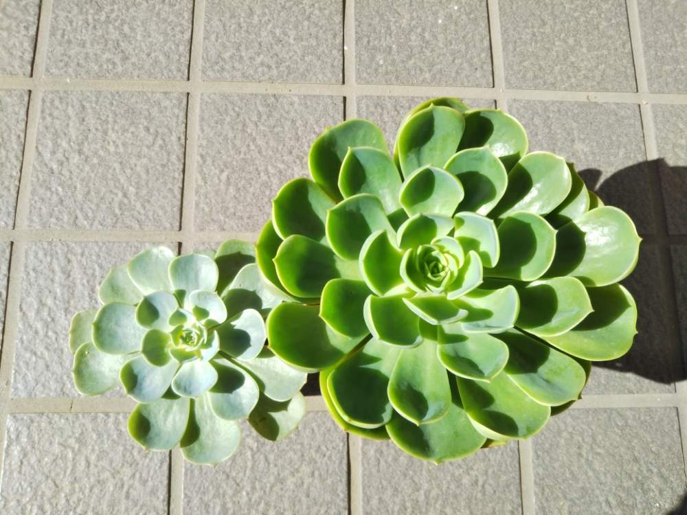 テラスの画像 by 多肉ママさん | テラスと多肉植物と 七福神と頭の中は多肉だけとエケベリア属とめざせ 群生♡と多肉女子と七福神 多肉と多肉植物依存性