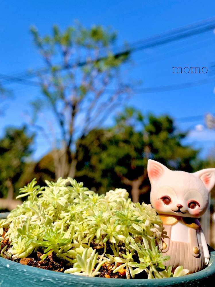車庫の画像 by momoさん | 車庫とミルクゥージと多肉植物とセダム!とわさわさ〜とミルクゥージ☆と多肉女子と秋晴れとすっかり秋と青空とコラボシリーズとひなたかほり
