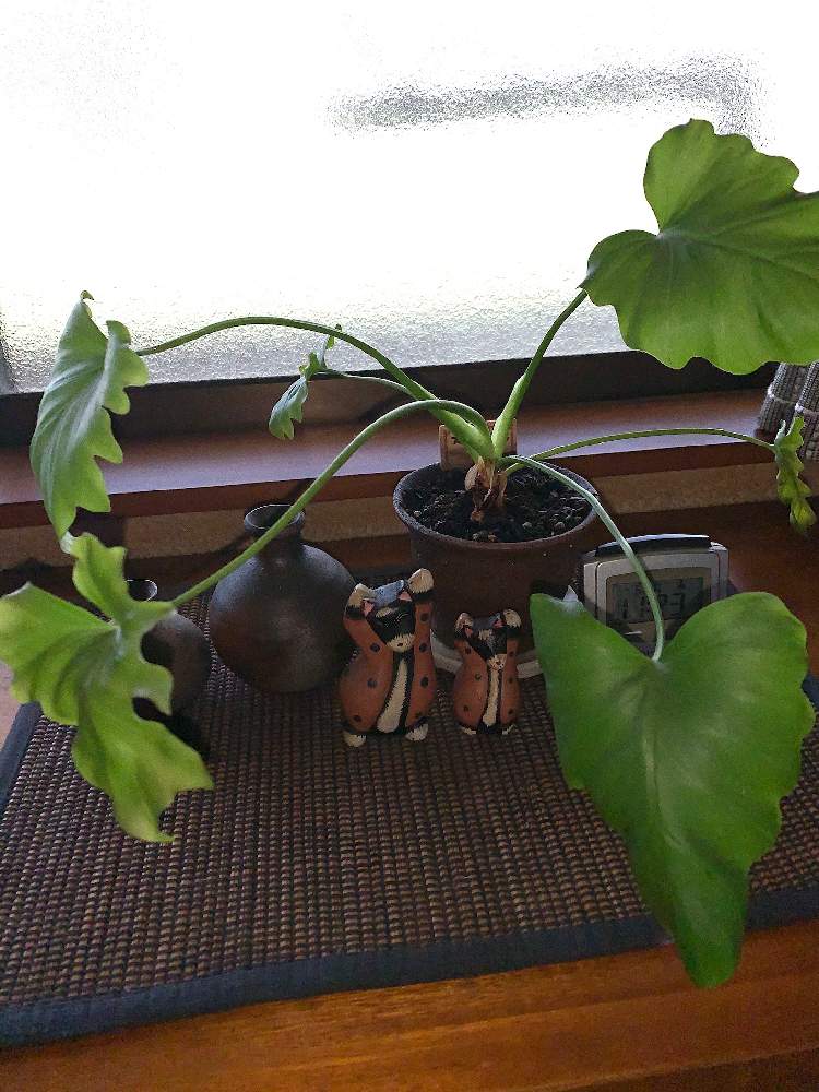 窓辺の画像 by コアラの父さん | 窓辺とフィロデンドロン・セロームと坪庭と多肉植物と観葉植物とアレンジと花のある暮らしと大人の箱庭