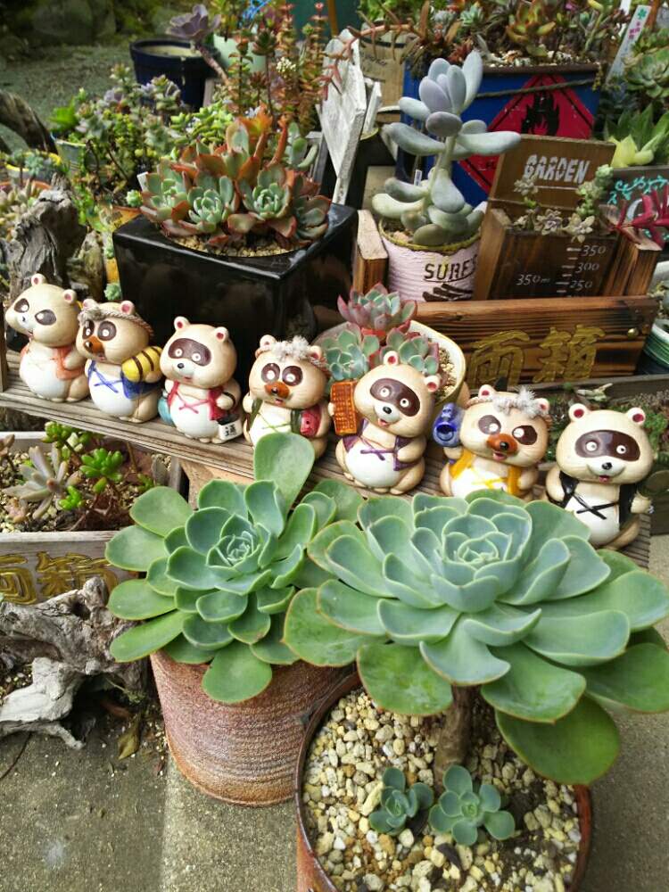 の画像 by 葉菜さん | 多肉植物と記念日と福井園芸店と多肉大好きと七福美尼♡と記念撮影と植中毒と七福狸と鳥取県と七福神 多肉と鳥取タニラー