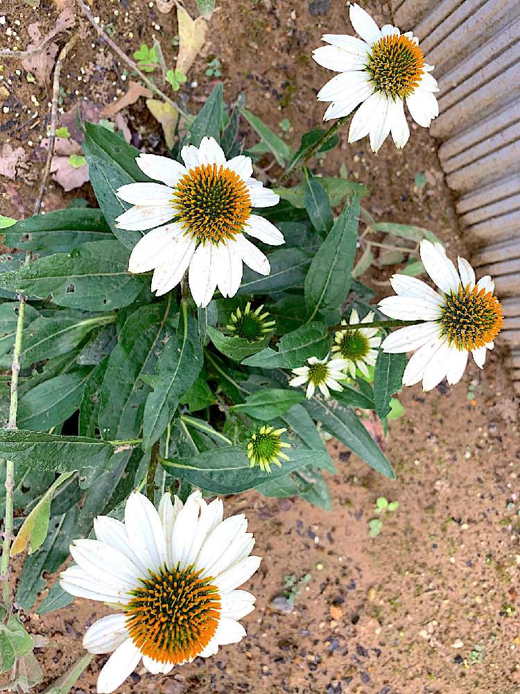小さな庭の画像 by サニーさん | 小さな庭とエキナセアときれいとつぼみと白系の花と花のある暮らしとかわいいとお花
