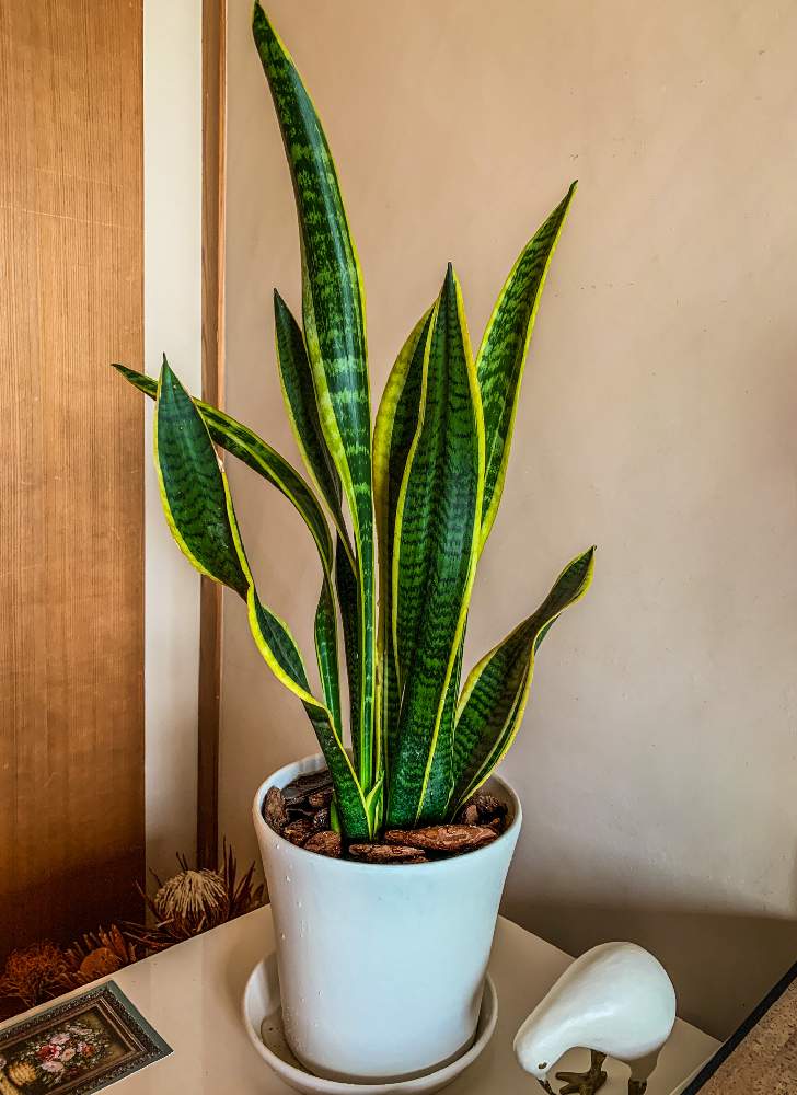 部屋の画像 by toさん | 部屋とサンスベリアと多肉植物と観葉植物と花のある暮らしと植物男子