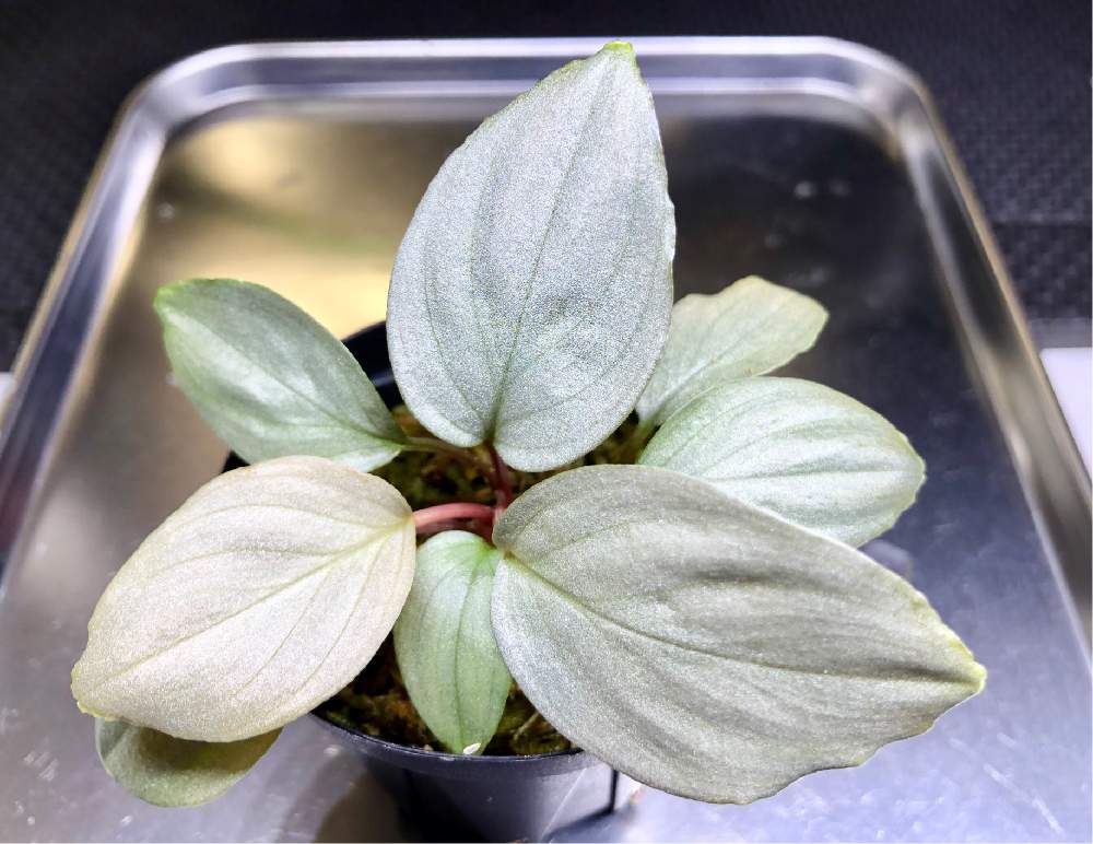 インテリアの画像 by nature.Tagさん | インテリアとhomalomena sp. Platinam Velvetとhomalomena sp. Platinam Velvetとホマロメナ属と苔リウムと観葉植物と水草水槽とテラリウムと苔(こけ)と観葉植物のある暮らしと水草と熱帯植物とアクアリウムとアクアテラリウム