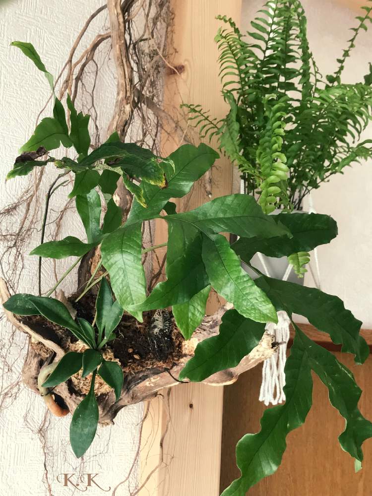 部屋の画像 by K .Kさん | 部屋とドリナリアボニーとサンセベリアとネフロレピスブルーベルと垂れ下がる植物と着生植物とネフロレピス属と毎月4日はシダの日と毎月4日シダの日と普及シダを愛でる会と小さな森林とGSミニモニ。とシダ女子会とタマシダ属と流木とシダはいいぞとシダ植物と珍奇植物とシダ愛好会と湿気隊 ⸜❤︎⸝とシダの日と葉っぱフェチ